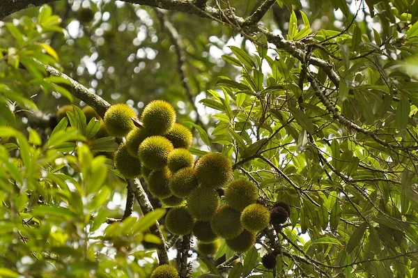 Cullenia