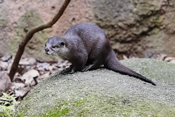 Asian small-clawed otter