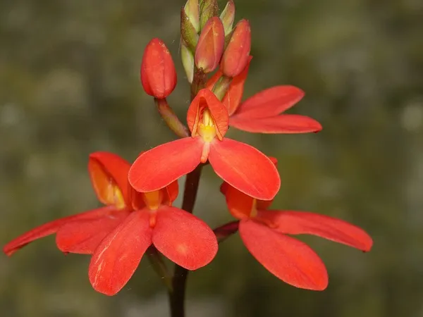Disa (plant)