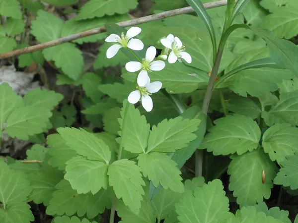 Cardamine diphylla