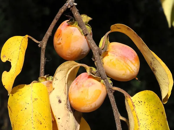 Diospyros virginiana
