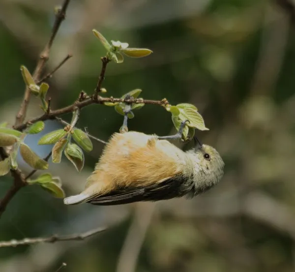Gleaning (birds)