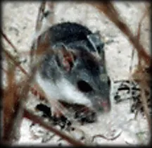 Anastasia Island beach mouse