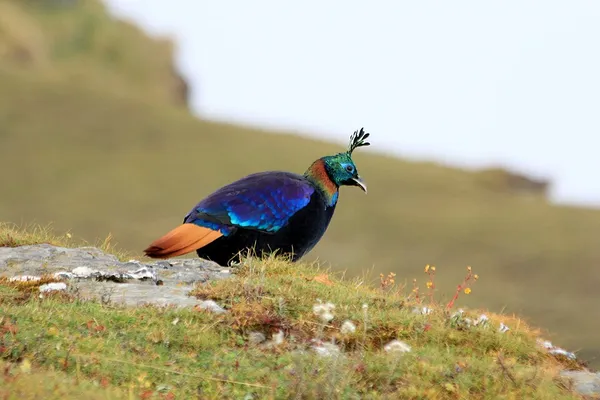 List of birds of Nepal