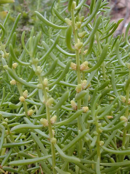 Batis (plant)