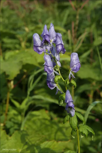 Aconitum fischeri