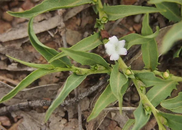 Eremophila debilis