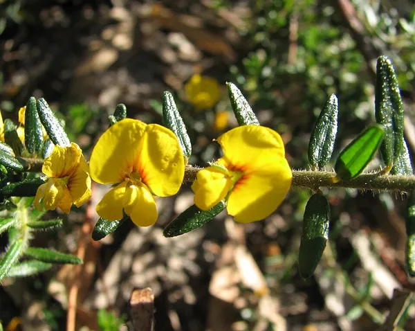 Aotus (plant)