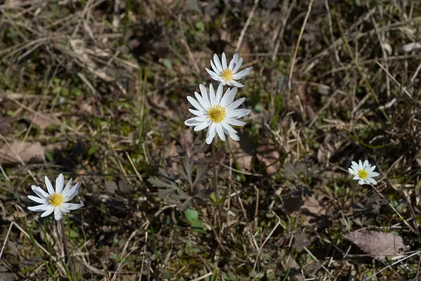 Anemone caroliniana