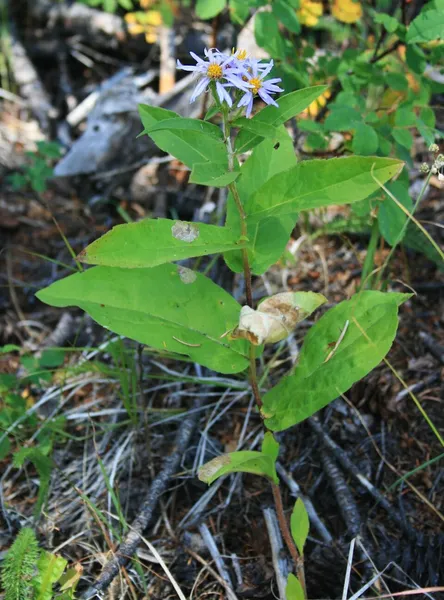 Eurybia (plant)