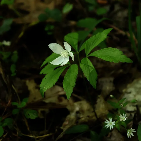 Anemonoides lancifolia