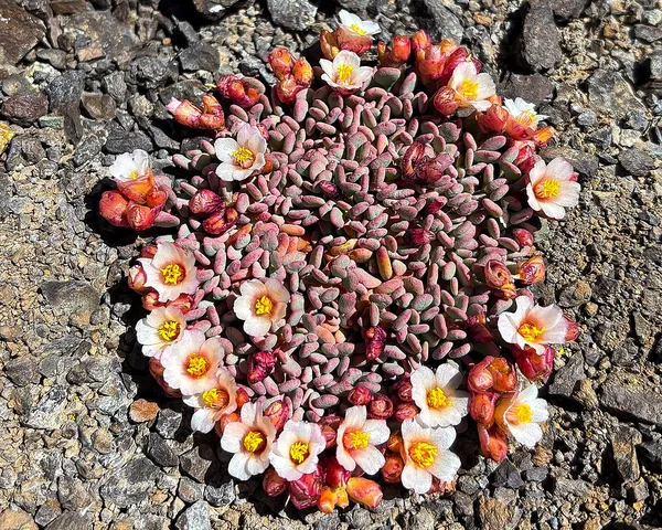 Cistanthe