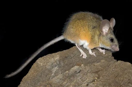 California deermouse