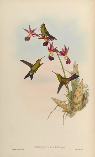 Gould's emerald