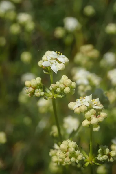 Galium sterneri