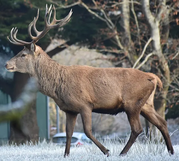 Fauna of Ireland