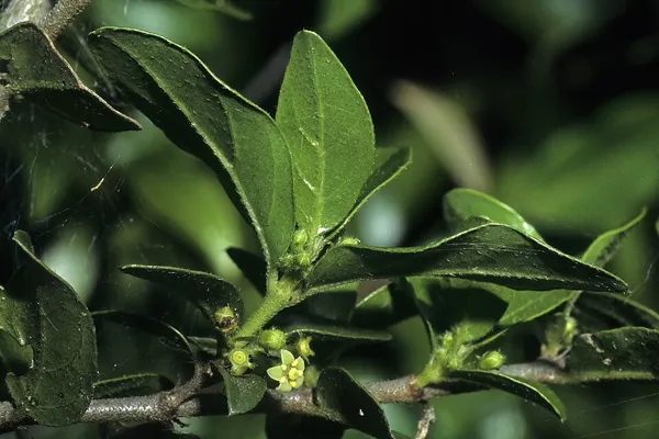 Bullockia (plant)