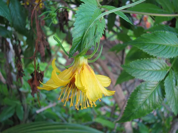 Bidens cosmoides