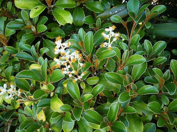 Brachyglottis