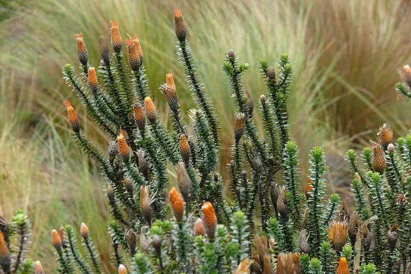 Chuquiraga
