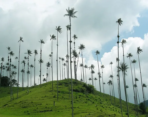 Ceroxylon