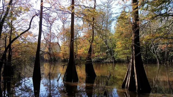 Big Thicket