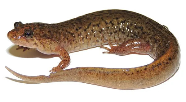 Desmognathus fuscus