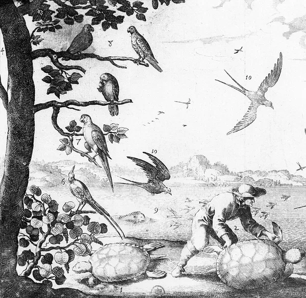 Guadeloupe amazon