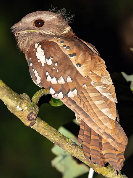 Dulit frogmouth