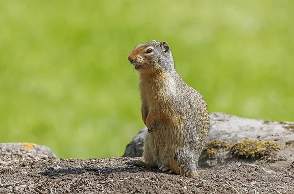 Columbian ground squirrel