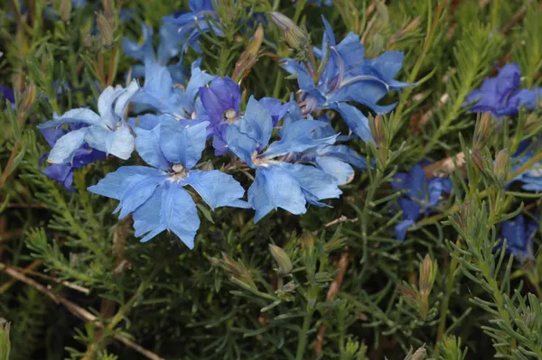 Lechenaultia biloba