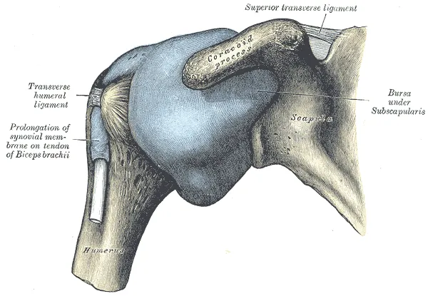 Adhesive capsulitis of the shoulder