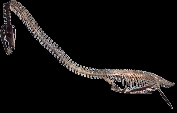 Elasmosaurus