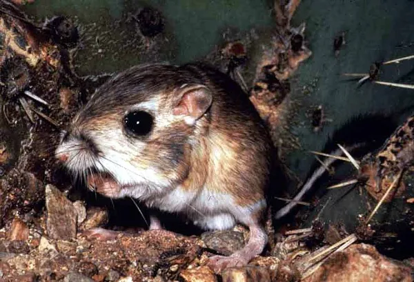 Heteromyidae