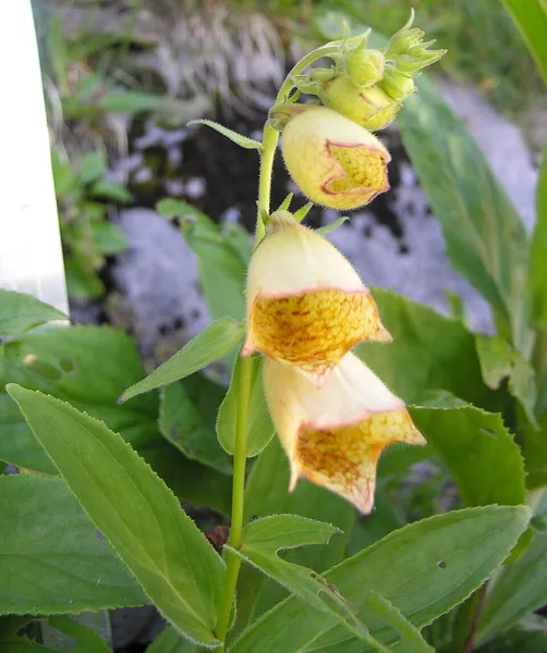 Digitalis grandiflora