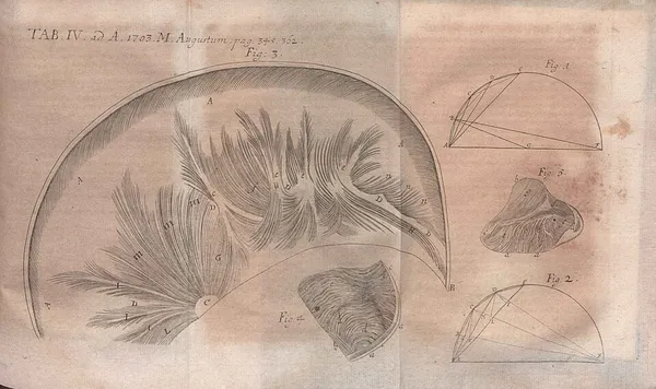 Antonio Pacchioni