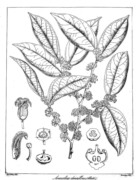 Anacolosa