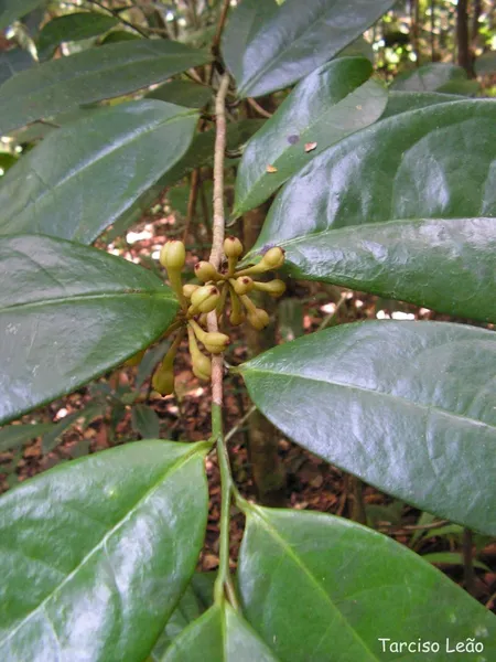 Anaxagorea