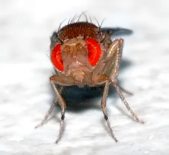 Animal testing on invertebrates
