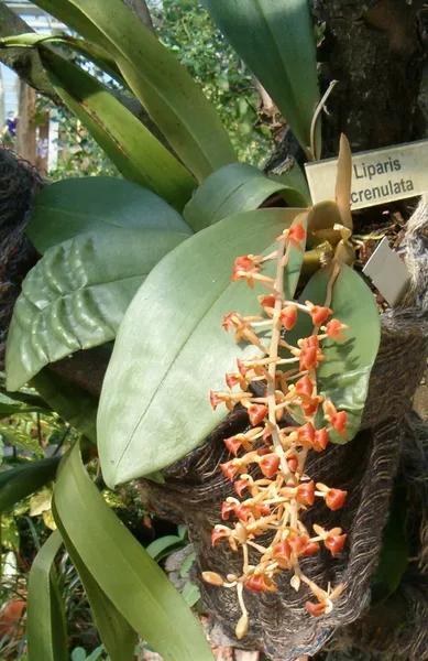 Liparis (plant)