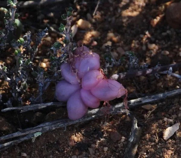 Haemanthus crispus
