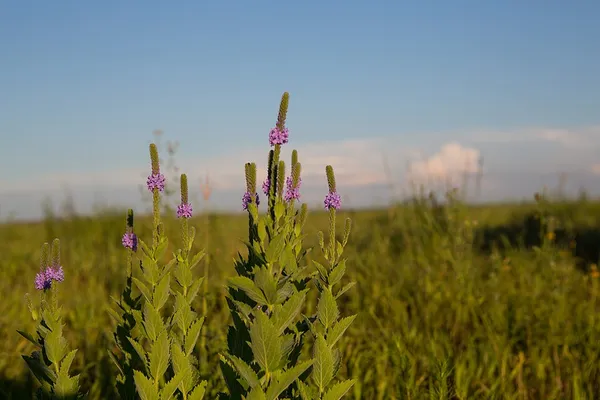 Glacial Ridge National Wildlife Refuge