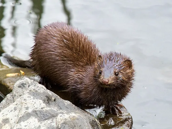 American mink