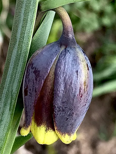 Fritillaria uva-vulpis