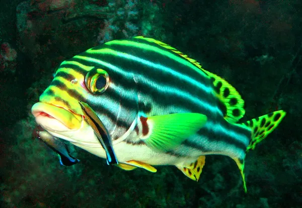 Animal coloration