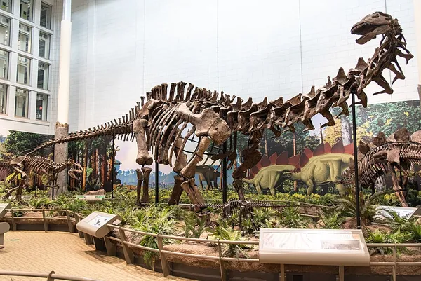 Apatosaurus