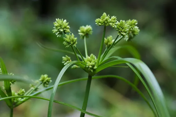 Cyperus eragrostis