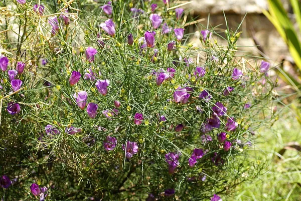 Alyogyne hakeifolia