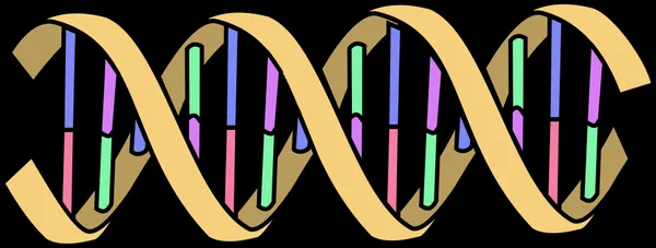 Homeostasis