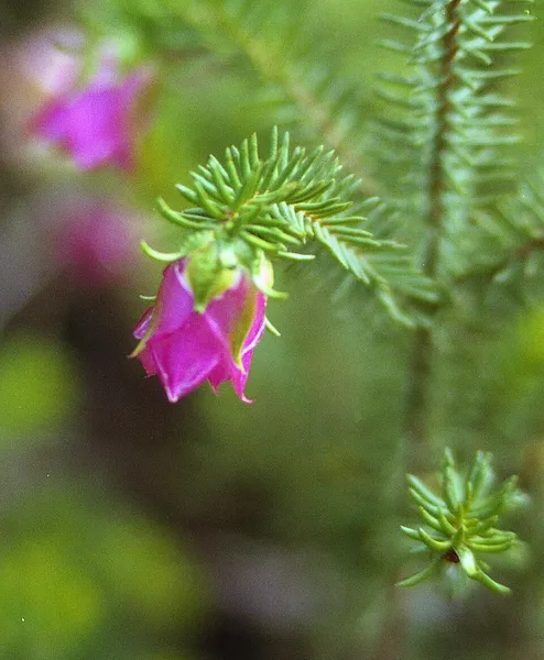 Darwinia (plant)